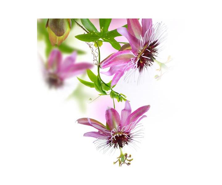 Horci masny olej Sibel Massage - muenka 80 g