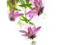 Horci masny olej Sibel Massage - muenka 80 g