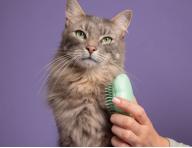 Kefa na vyesvanie maacej srsti Pet Teezer Cat Grooming Brush - mentolov